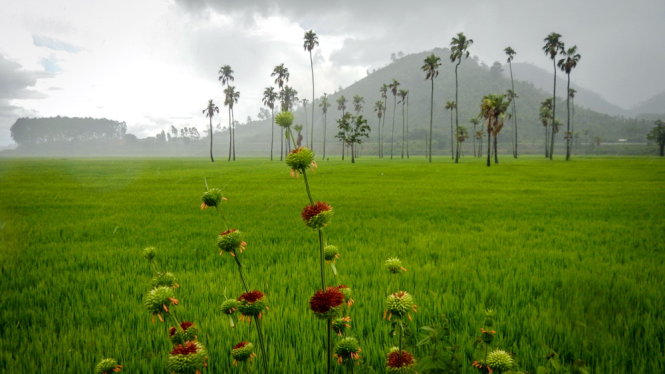 Tây[-]nguyên[-]tuyệt[-]đẹp[-]đầu[-]mùa[-]mưa